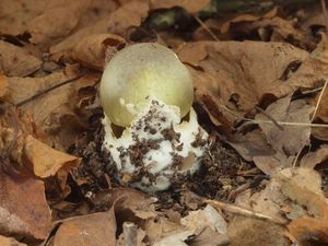 Muchomůrka zelená - Amanita phalloides (Vaill. ex Fr.) Link 1833