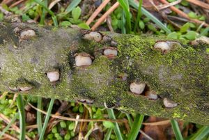 Puchýřovka terčovitá - Platygloea disciformis (Fr.) Neuhoff