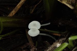 Helmovka bělostná - Hemimycena candida (Bres.) Singer