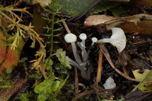 Helmovka bělostná - Hemimycena candida (Bres.) Singer