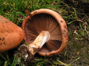 Pavučinec fialovolemý - Cortinarius arcuatorum Rob. Henry