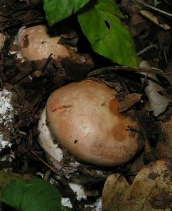 Pavučinec fialovolemý - Cortinarius arcuatorum Rob. Henry