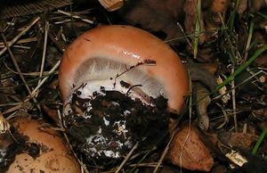 Pavučinec fialovolemý - Cortinarius arcuatorum Rob. Henry 1939