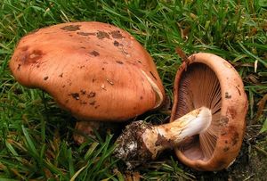 Pavučinec fialovolemý - Cortinarius arcuatorum Rob. Henry