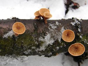 Hlíva číškovitá - Tectella patellaris (Fr.) Murrill