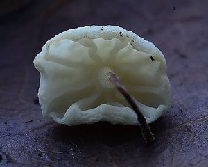 Špička břečťanová - Marasmius epiphylloides (Rea) Sacc. & Trotter