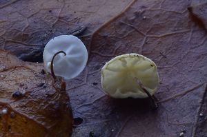 Špička břečťanová - Marasmius epiphylloides (Roum.) Singer, Agar