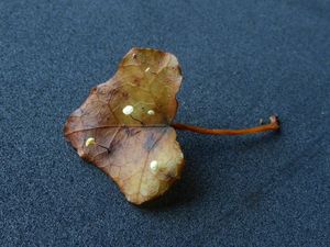 Špička břečťanová - Marasmius epiphylloides (Roum.) Singer, Agar