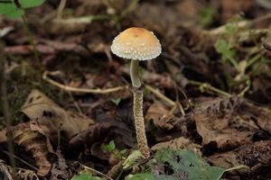 Lysohlávka šupinatá - Leratiomyces squamosus (Pers.) Bridge & Spooner 2008