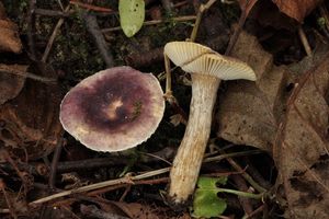 Holubinka olšinná - Russula alnetorum Romagn. 1956