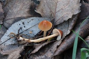 Sametovka pestrá - Conocybe rickeniana P.D. Orton 1960