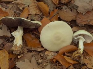 Pečárka ovčí - Agaricus osecanus Pilát 1951