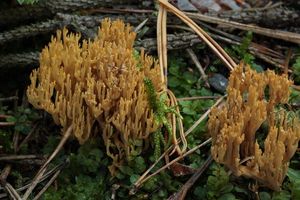 Kuřátka kořínkatá - Ramaria myceliosa (Peck) Corner