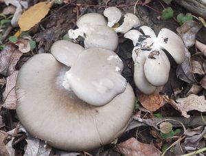 Hlíva ústřičná - Pleurotus ostreatus (Jacq.) P. Kumm. 1871