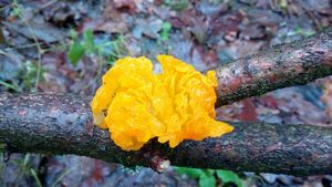 Rosolovka mozkovitá - Tremella mesenterica Retz. 1769