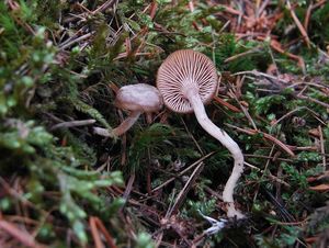 Strmělka ojíněná - Clitocybe pruinosa (Lasch) P. Kumm.