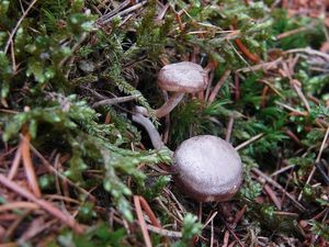 Strmělka ojíněná - Clitocybe pruinosa (Lasch) P. Kumm.