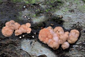 Rosolovka parazitická - Tremella simplex