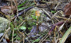 Sametovka běloprstenná - Conocybe rugosa (Peck) Watling 1981