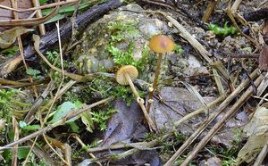 Sametovka běloprstenná - Conocybe rugosa (Peck) Watling 1981