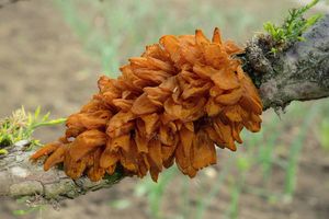 Rez hrušňová - Gymnosporangium sabinae (Dicks.) G. Winter 1884