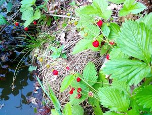 Jahodník obecný (Fragaria vesca)