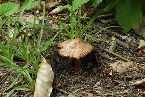 Vláknice Godeyova - Inocybe godeyi  Gillet 1874