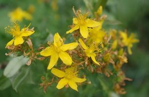 Třezalka tečkovaná (Hypericum perforatum)