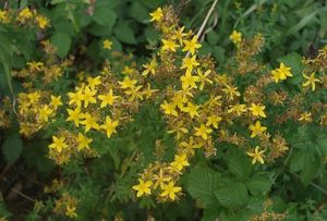 Třezalka tečkovaná (Hypericum perforatum)