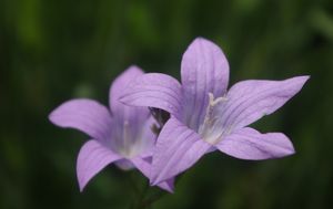 Zvonek rozkladitý (Campanula patula L.)