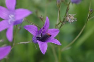 Zvonek rozkladitý (Campanula patula L.)