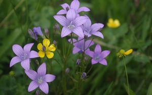 Zvonek rozkladitý (Campanula patula L.)