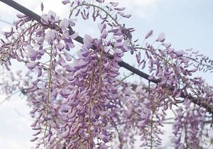 Vistárie čínská (Wisteria sinensis)