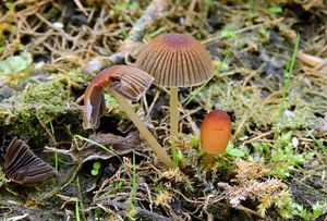 Hnojník velkovýtrusý - Parasola magasperma (P.D.Orton) Redhead, Vilgalys et Hopple