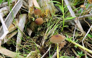 Hnojník velkovýtrusý - Parasola magasperma (P.D.Orton) Redhead, Vilgalys et Hopple