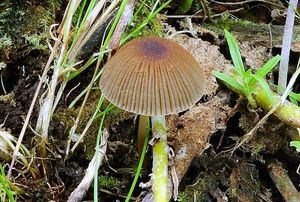 Hnojník velkovýtrusý - Parasola magasperma (P.D.Orton) Redhead, Vilgalys et Hopple