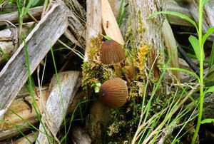 Hnojník velkovýtrusý - Parasola magasperma (P.D.Orton) Redhead, Vilgalys et Hopple