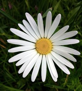 Kopretina bílá (Leucanthemum vulgare)