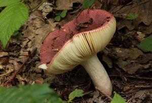 Holubinka slanečková - Russula graveolens Romell 1885