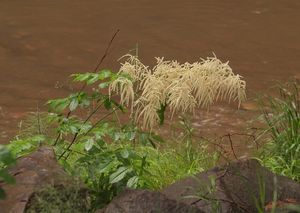 Udatna lesní (Aruncus vulgaris )