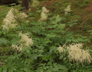 Udatna lesní (Aruncus vulgaris )