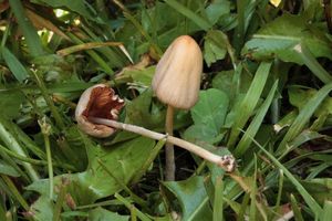 Čepičatka mléčná - Conocybe apala (Fr.) Arnolds