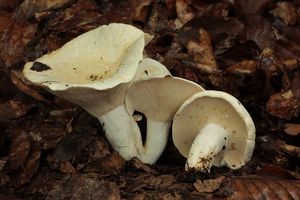 Ryzec peprný - Lactarius piperatus (L.) Pers. 1797