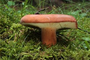 Ryzec syrovinka - Lactarius volemus (Fr.) Fr. 1838