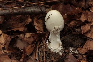 Muchomůrka jízlivá - Amanita virosa