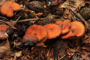 Kržatka Jennyina - Phaeocollybia jennyae (P.Karst.) Romagn.