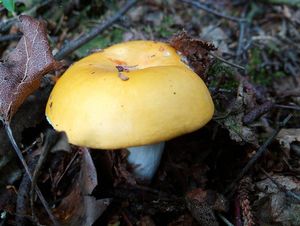 Holubinka chromová - Russula claroflava