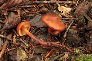 Kržatka Jennyina - Phaeocollybia jennyae (P.Karst.) Romagn. 1944