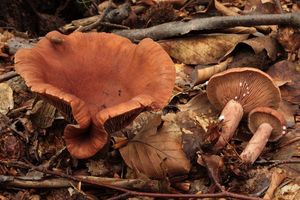 Ryzec kafrový - Lactarius camphoratus