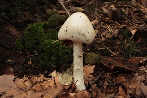 Muchomůrka jízlivá - Amanita virosa